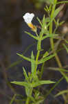 Branched hedgehyssop